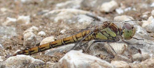 Réf. 200 600 : Sympetrum striolatum